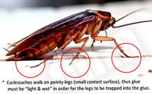 Load image into Gallery viewer, EMIT GLUE TRAP Engineered for German Cockroaches (PRO Grade) (3745C)