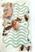 Load image into Gallery viewer, EMIT GLUE TRAP Engineered for German Cockroaches (PRO Grade) (3745C)