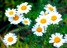 Load image into Gallery viewer, EMIT BOX "A" NATURAL PYRETHRUM