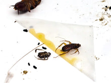 Load image into Gallery viewer, Roach Tacos