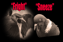 Load image into Gallery viewer, EMIT BIRD REPELLENT SPRAY