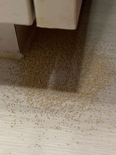 Load image into Gallery viewer, EMIT TERMITE FOAM KILLER (EM-2612)
